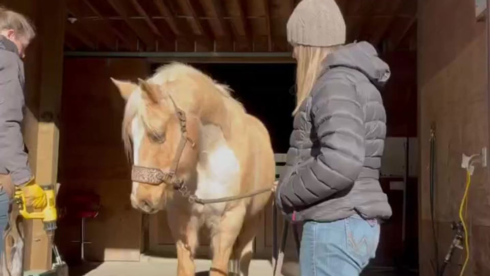 Advocating for & helping your horse